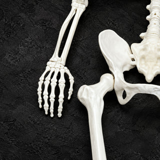 Neo 160cm Prop Life Size Halloween Skeleton
