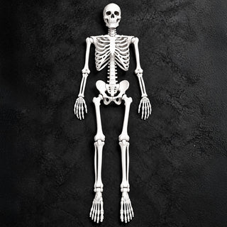 Neo 160cm Prop Life Size Halloween Skeleton