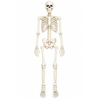 Neo 160cm Prop Life Size Halloween Skeleton