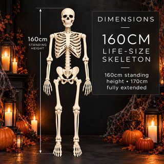 Neo 160cm Prop Life Size Halloween Skeleton